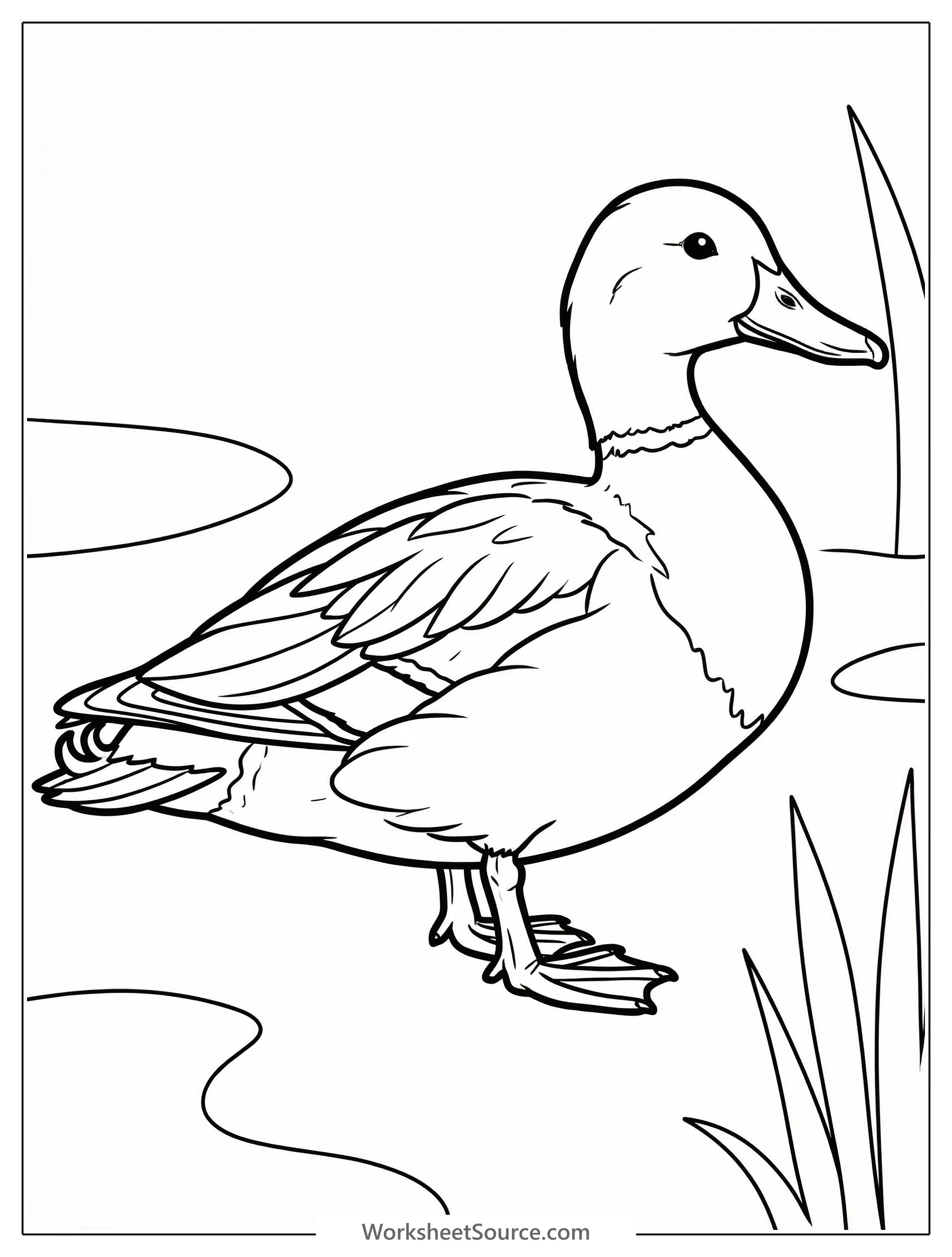 Detailed line art of an anatomically correct realistic duck, showcasing intricate feather patterns and natural body proportions, ready for coloring.