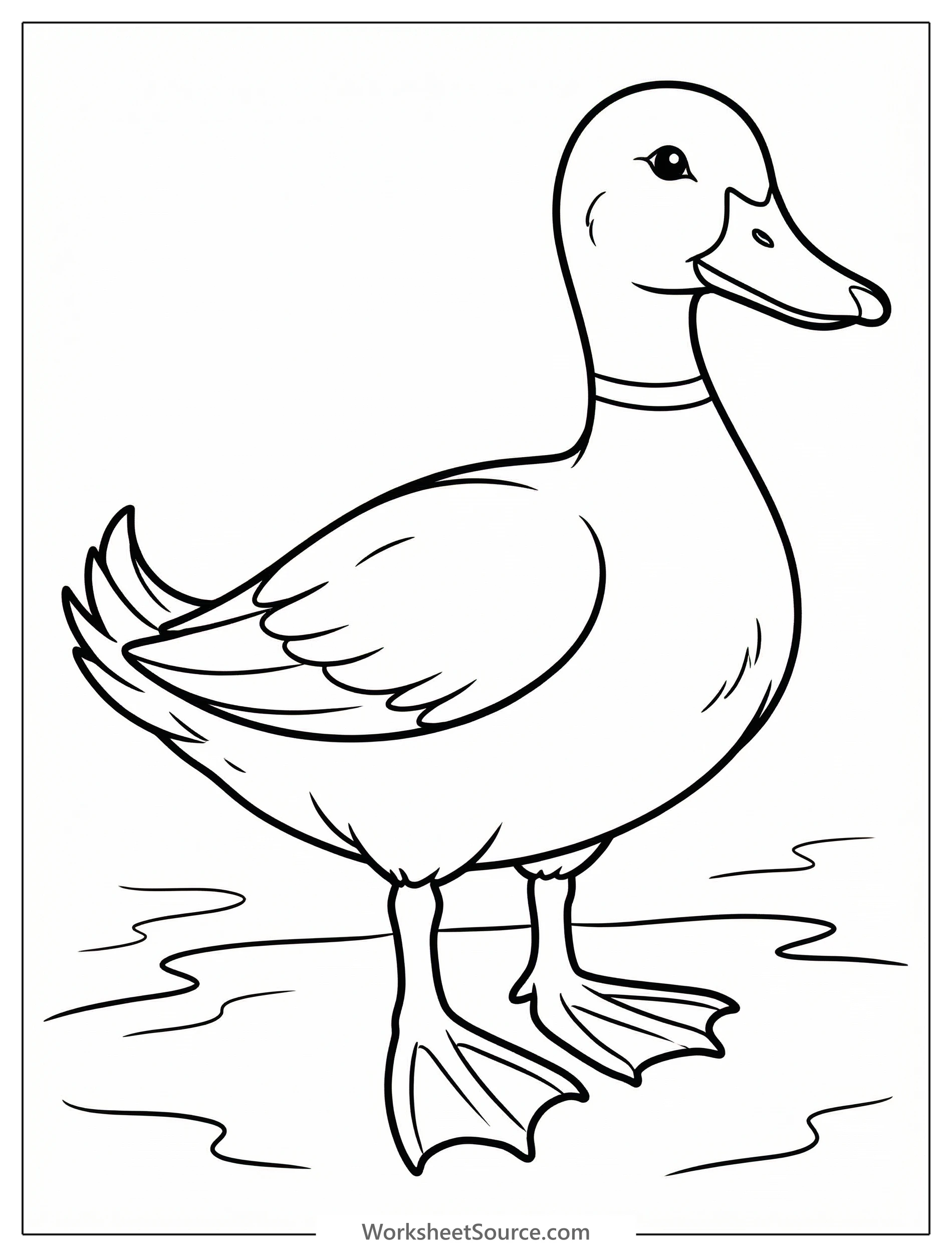 Anatomically correct duck standing upright on two webbed feet, showcasing its distinct body shape, detailed tail feathers, and bill, ready for coloring.