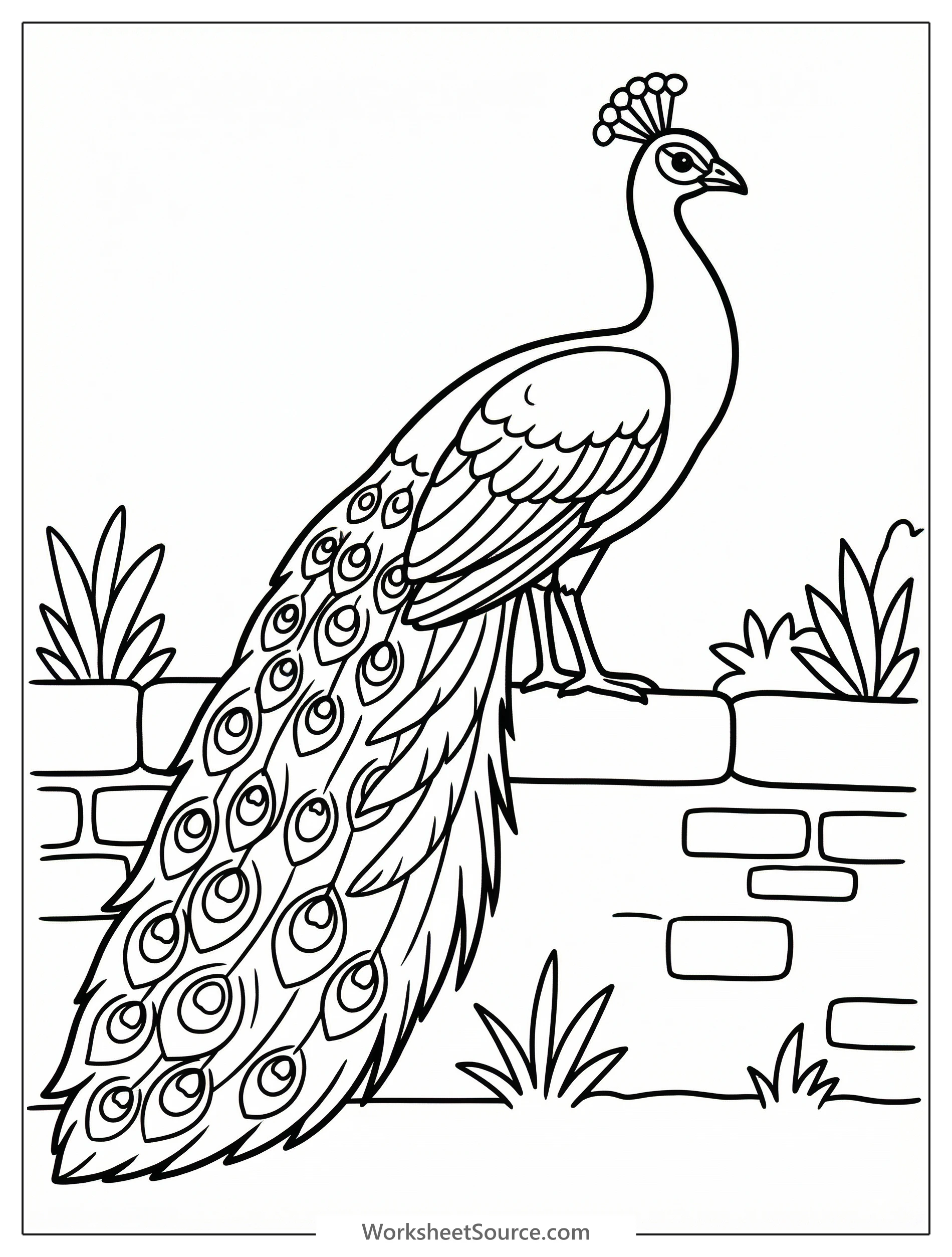 Anatomically correct illustration of a male peacock, with its long tail feathers fanned, perched majestically on a rustic garden wall or fence.