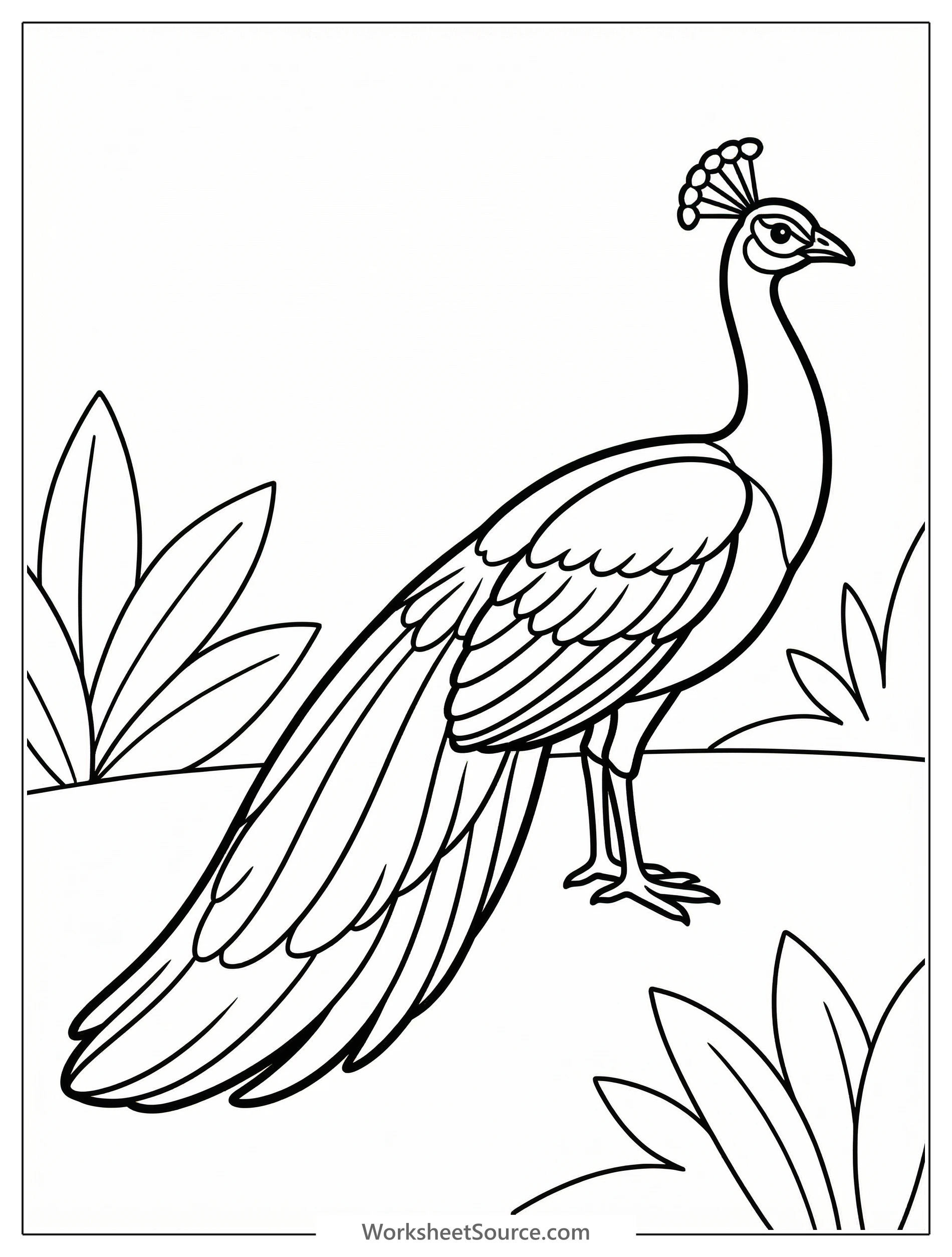 Anatomically correct adult peacock standing gracefully, facing right with its magnificent tail train fanned and trailing behind on the ground.