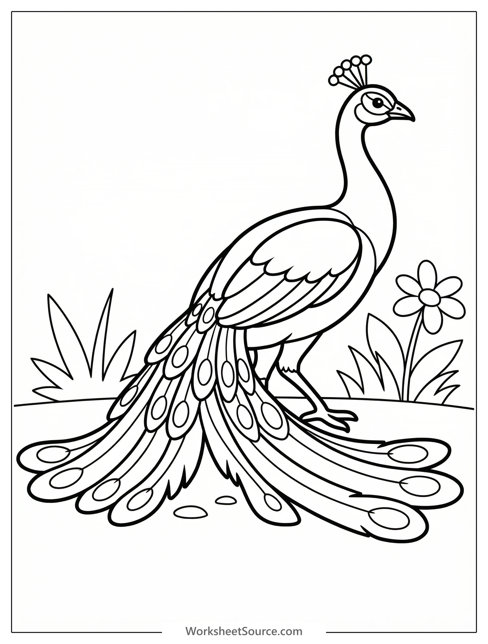Detailed line art illustration of an anatomically correct peacock with its magnificent train gracefully lifted as it walks, ready for coloring.