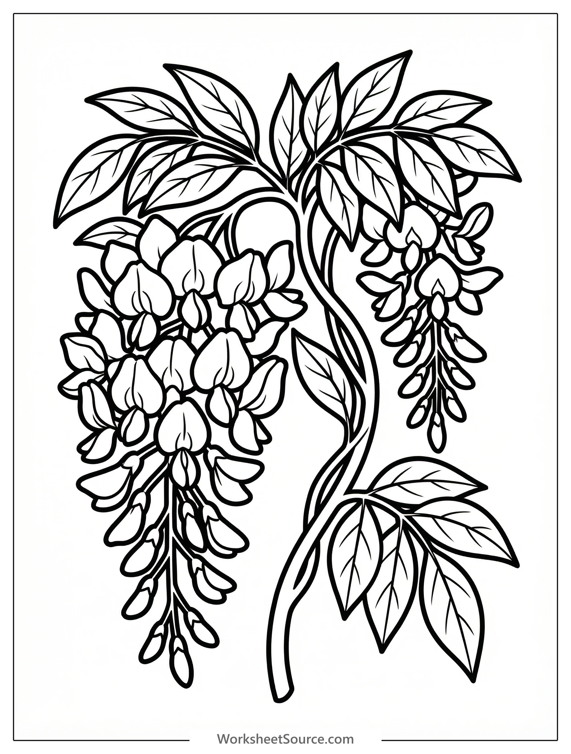 Clear black and white line art coloring page depicting a beautiful wisteria vine with cascading blooming clusters and flowing leaves, professionally designed.